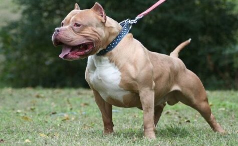 Gefährliche Rassen oder falsche Erziehung? Trainer fordert klare Regeln für Hundehalter