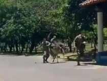 Ein Strauß hält die Soldaten in Atem