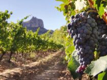 Tod im Weinberg