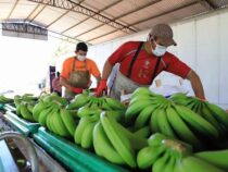Im Jahr 2025 wird die Bananenroute fertiggestellt sein