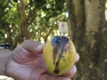 Können Mangos, die schwarze Flecken haben, noch gegessen werden?