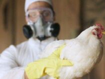 Wird die Vogelgrippe zu einer neuen Pandemie?