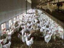 Warnung vor der Vogelgrippe