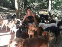 125 Hunde als therapeutisches Rudel im Tierheim