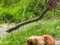 Vermehrte Zunahme von Tierquälerei durch Kinder