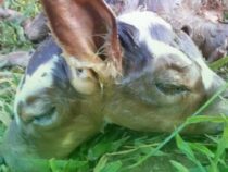 Zweiköpfiges Kalb geboren