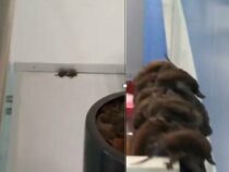 Invasion der Fledermäuse