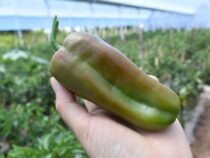 Paprika gewinnt in der ländlichen Wirtschaft immer mehr an Bedeutung