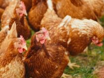 Hühnerdiebe müssen direkt hinter Gitter