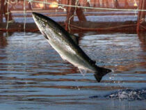 Fischzüchter aufgepasst: Lachse und Garnelen werden der neue Trend im Land