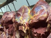 Haben Sie vielleicht Pferdefleisch anstatt Rindfleisch gegessen?