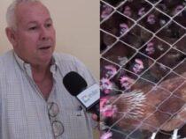 Vogelgrippe: Hellemanns warnt vor Risiko durch Schmuggel