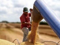 Lokale Bioethanolproduktion deckt 6 % der europäischen Nachfrage ab