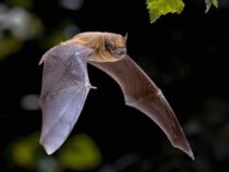 Fledermäuse: Für was sind sie gut?