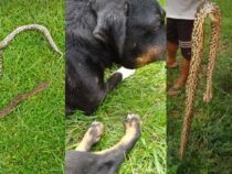 Hunde retten Besitzer vor Schlangenbissen: Ein Vierbeiner kommt dabei ums Leben