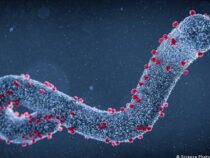 Das tödliche Marburg-Virus könnte eine neue Epidemie auslösen