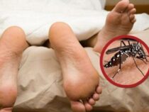 Eine Mücke kann das Sexualleben zerstören