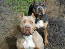 Nachbarn greifen zwei Pitbulls brutal an