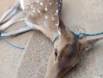 Bambi von Fischer gerettet
