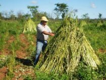 Bioprodukte aus Paraguay würden 100 Millionen USD an Exporten nach Taiwan erreichen