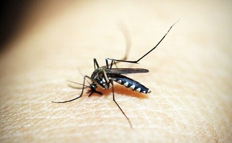 Paraguay: Dengue und Chikungunya als Ursachen für virale Meningitis identifiziert