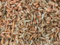 Die Fischproduktion geht mit dem Strom und plant die Produktion von Süßwassergarnelen