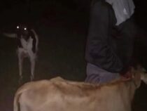 Ein “Superhund“ rettet ein Rind vor der Schlachtung