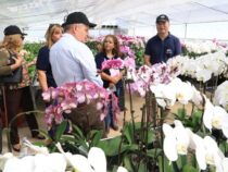Orchideenproduktion im Aufwärtstrend
