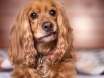 Tierarzt wurde zu hoher Entschädigung wegen verstorbenem Hund verurteilt