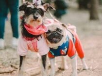 Tipps zur Pflege von Hunden an kalten Tagen