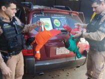 Kampfhähne sollten in Brasilien verkauft werden