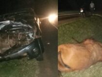 Wenn ein Pferd unverhofft die Fahrbahn kreuzt