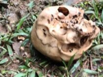 Das Rätsel um den gefundenen Totenschädel
