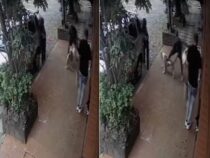 Pitbull sorgt für Terror in der Nachbarschaft: Er soll 20 Tiere getötet haben