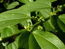 Cannabidiol in einer einheimischen brasilianischen Pflanze entdeckt