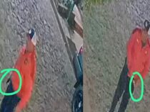 Mann schießt auf mehrere Hunde