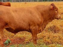 Neue Kreuzung aus Europa und Paraguay: Erstklassiges Rindfleisch