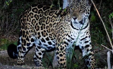 Jaguar-Mutter und ihre Jungen im Nationalpark Iguazú gesichtet