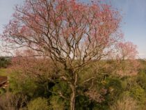 Ein rosa Lapacho ist der größte Baum des Landes