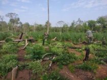 14 Hektar große Marihuana-Plantage in Indianergemeinde vernichtet