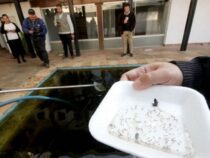 Dengue-Impfstoff in weiter Ferne