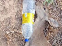 Dürre im Chaco: Tiere sterben aufgrund des Wassermangels