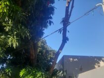 Wenn der Baum über das Nachbargrundstück ragt