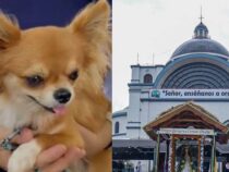Wenn auch ein kleiner Hund sein Versprechen bei der Jungfrau einlöst