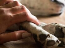 Mit Bratwurststücken 4 Hunde qualvoll vergiftet