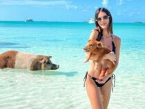 Urlaub auf der Insel der Schweine