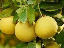 Zitrusfrüchte sollen im Chaco verstärkt angebaut werden