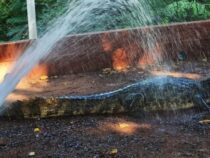 Ein Alligator will sich bei der Hitze auch erfrischen