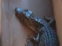 Freilaufender Alligator sorgt für Aufregung
