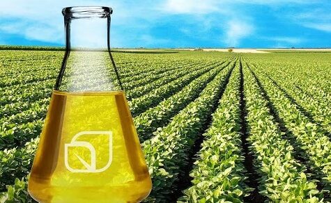 Struktureller Schock? Die Folgen der EU-Soja-Einstufung für Südamerika